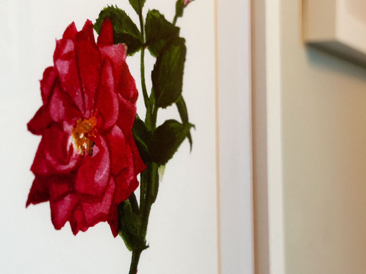 NOTECARD | 'Pink Knockout' Rose