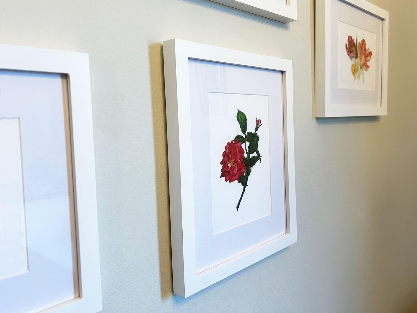 NOTECARD | 'Pink Knockout' Rose