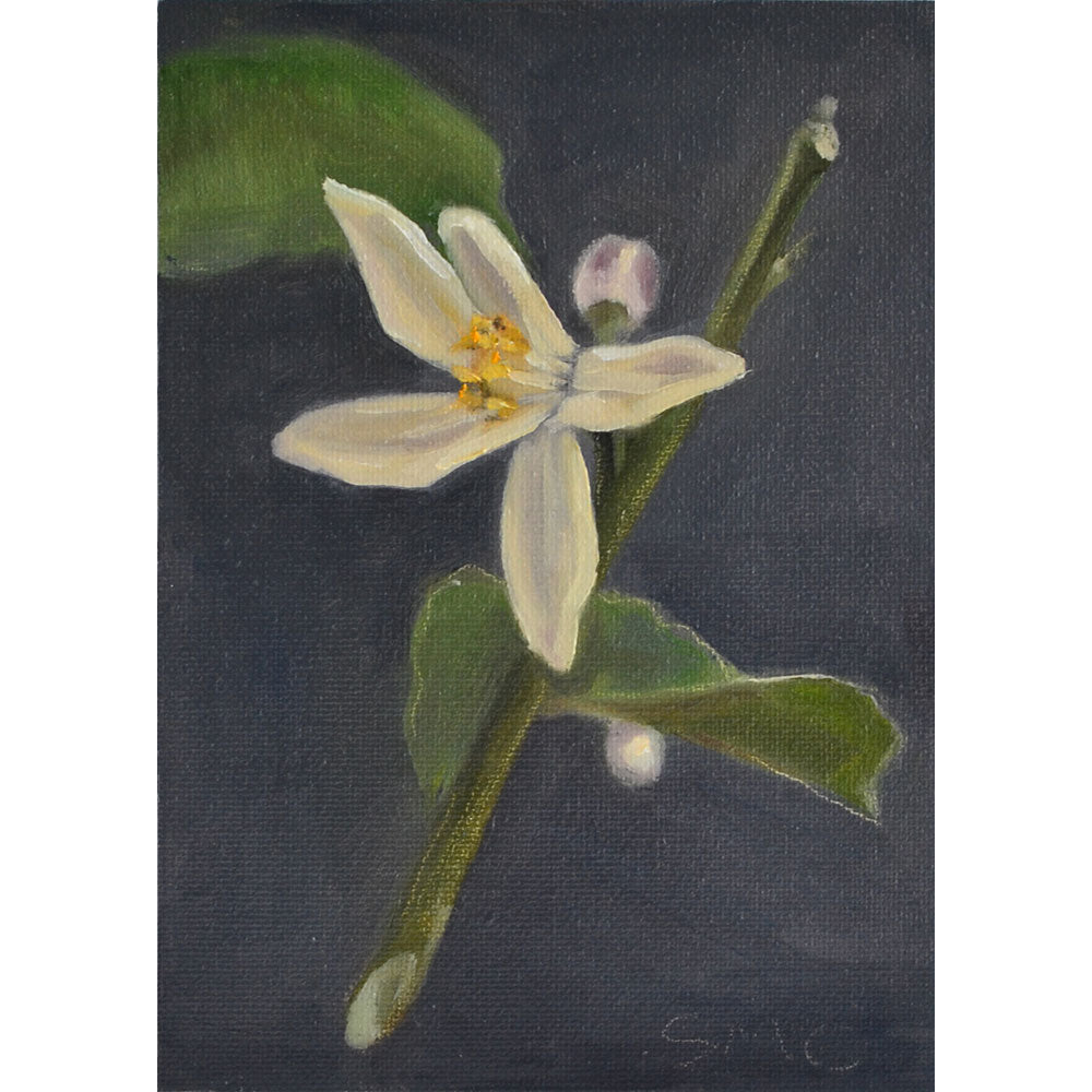 OIL PAINTING | Lemon Blossoms
