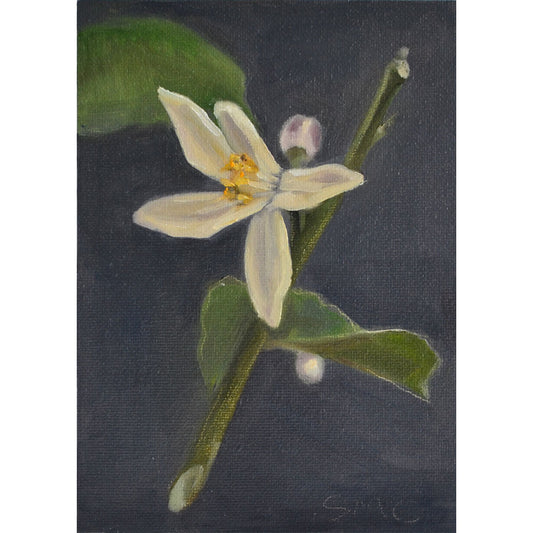 OIL PAINTING | Lemon Blossoms